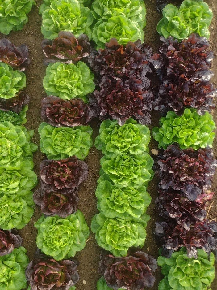 3rd Week of the Fall CSA: Week of November 3rd