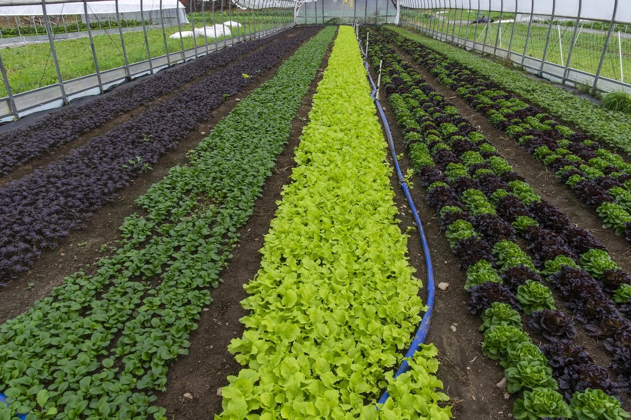 4th Week of the Fall CSA: Week of November 10th