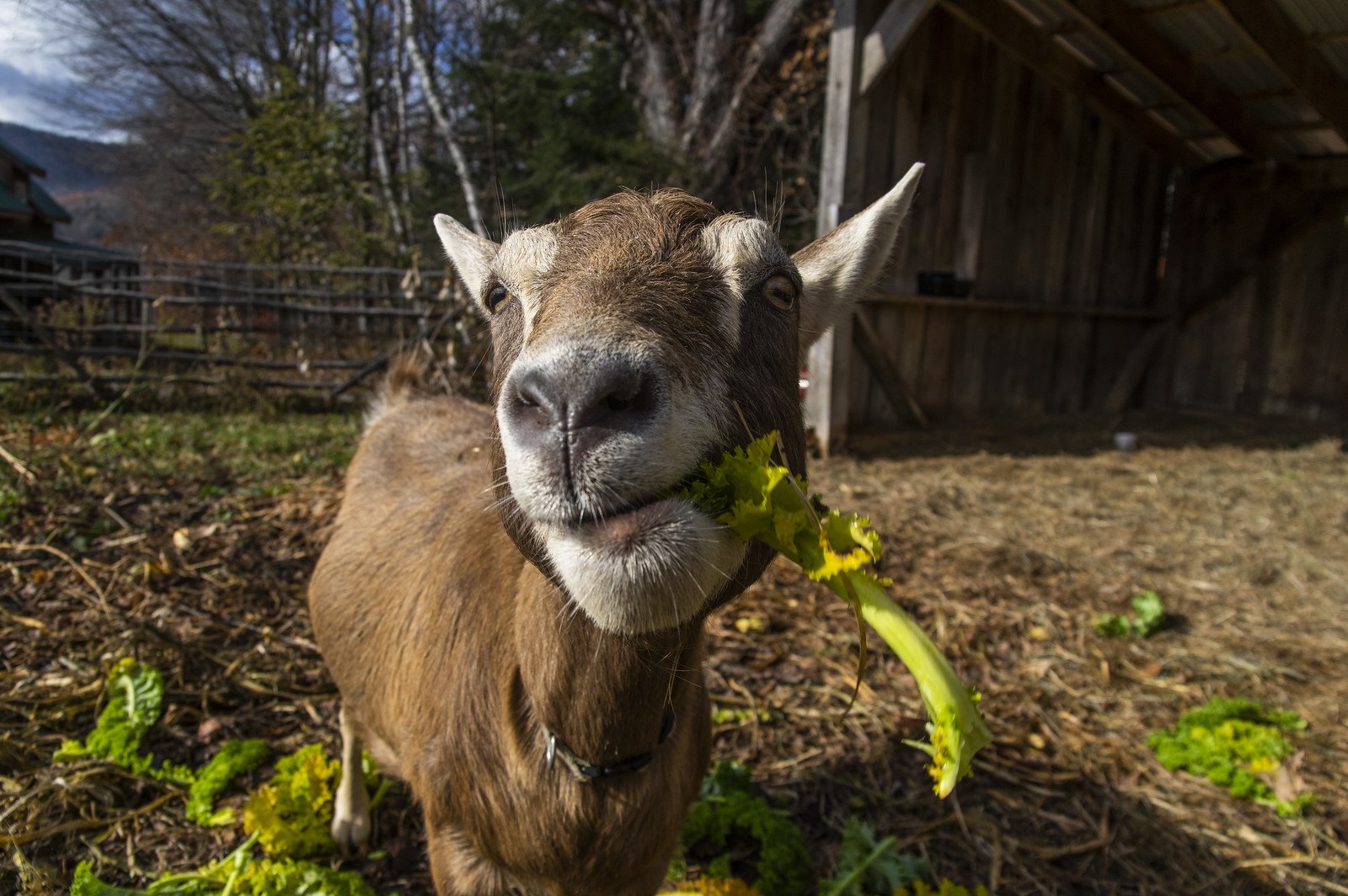 5th Week of the Fall CSA: Week of November 17th