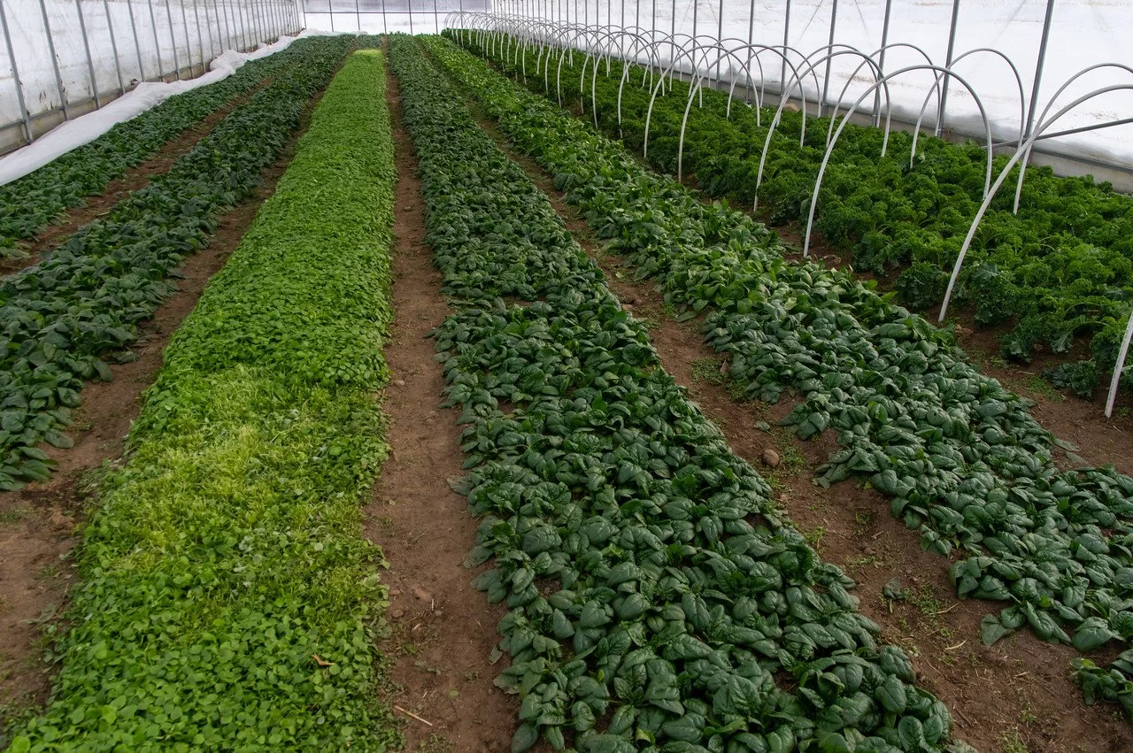 7th Week of the Fall CSA: Week of December 1st