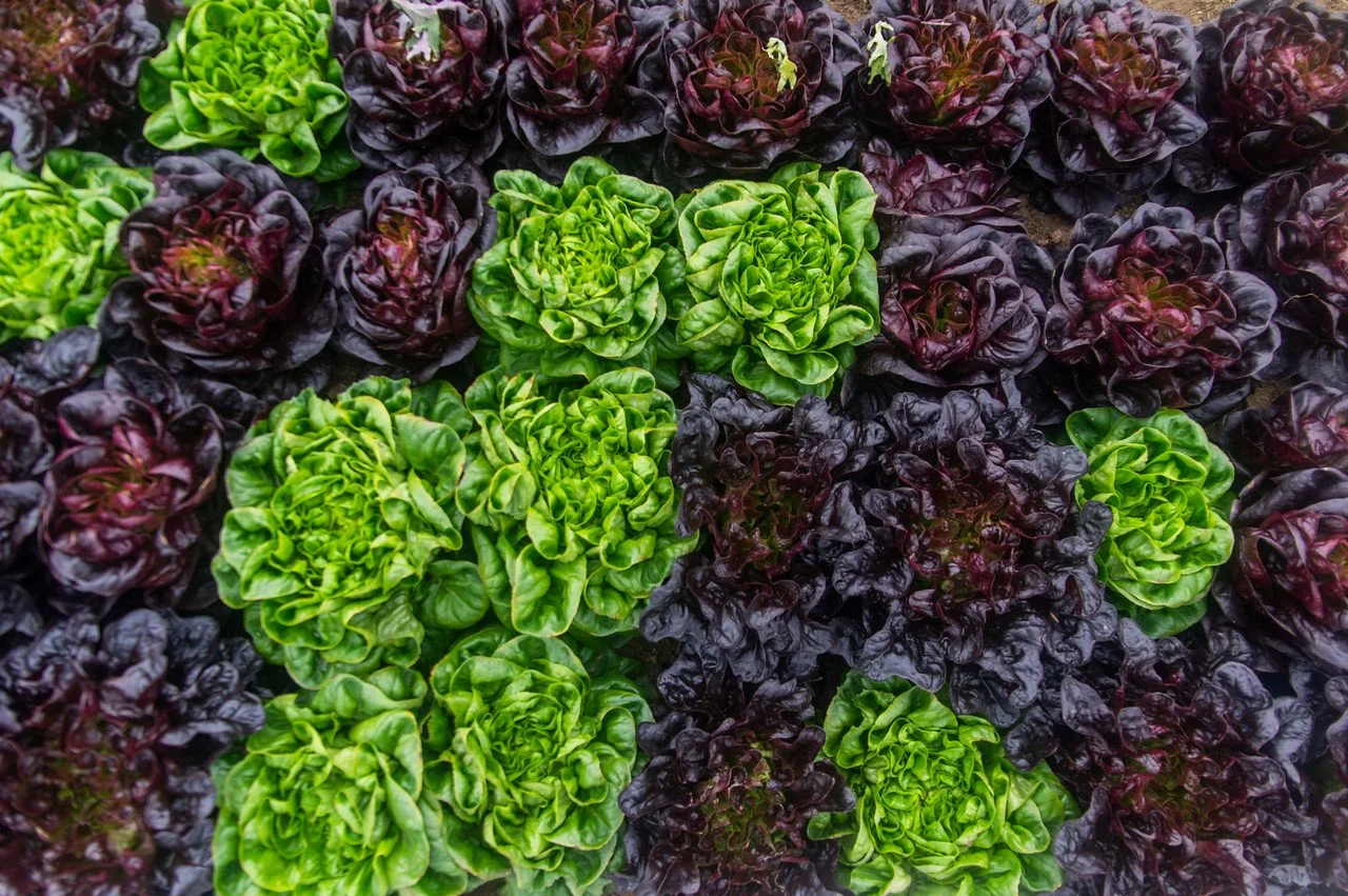 Final Week of the Fall CSA: Week of January 5th 