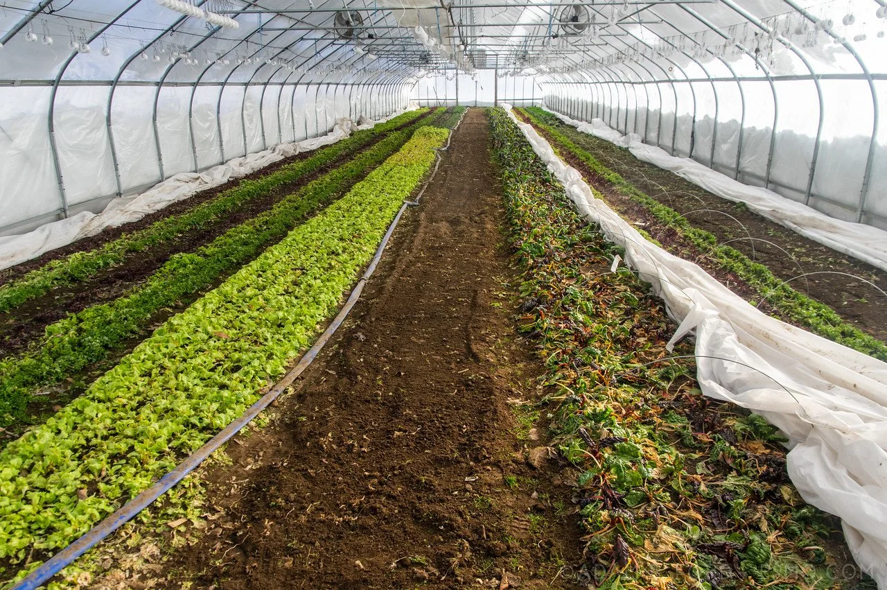 2nd Week of the Winter/Spring CSA season: Week of February 23rd