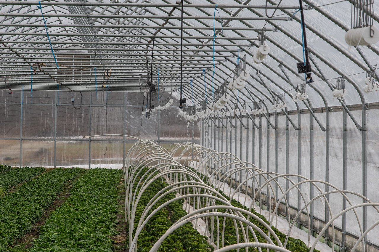 3rd Week of the Winter/Spring CSA season: Week of March 2nd