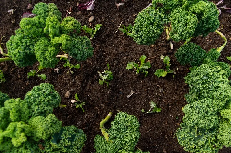 6th Week of the Winter/Spring CSA season: Week of March 23rd 