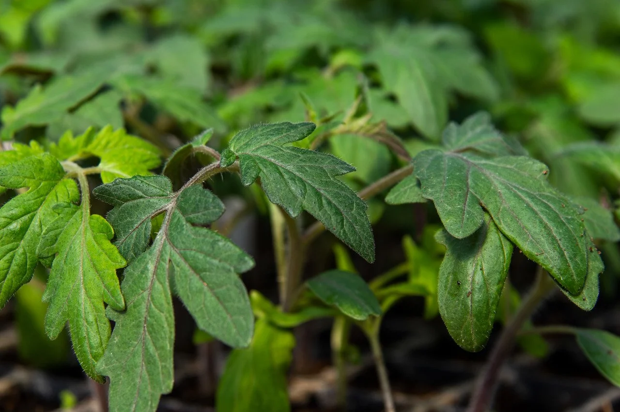 7th Week of the Winter/Spring CSA season: Week of March 30th