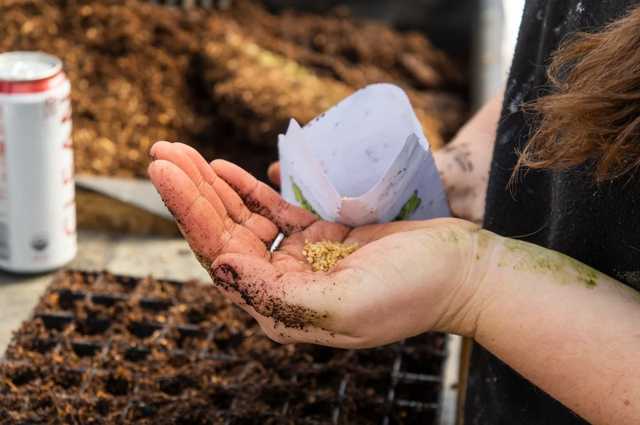 8th Week of the Winter/Spring CSA season: Week of April 6th