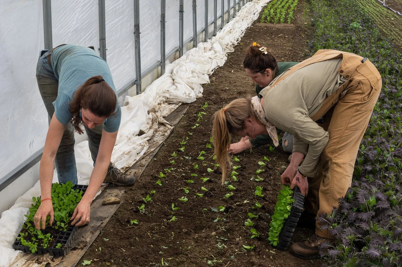 9th Week of the Winter/Spring CSA season: Week of April 13th