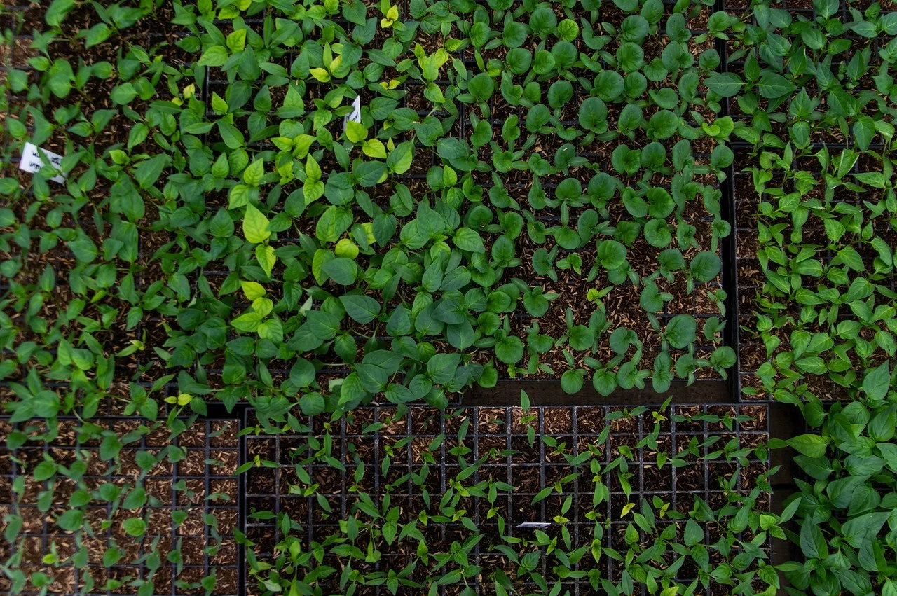 10th Week of the Winter/Spring CSA season: Week of April 20th 