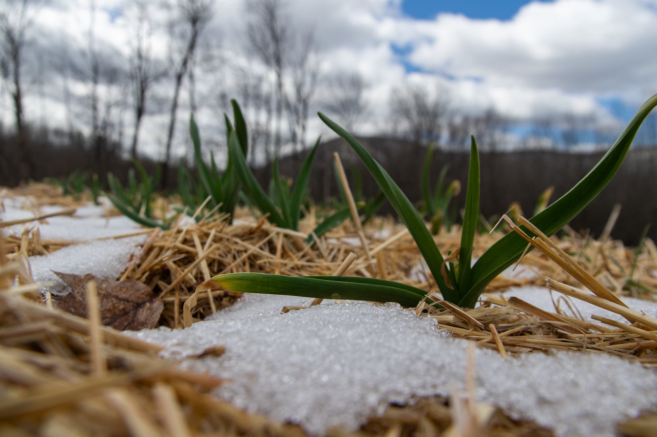 11th Week of the Winter/Spring CSA season: Week of April 27th