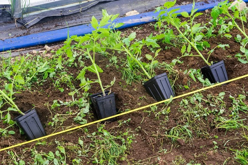 12th Week of the Winter/Spring CSA season: Week of May 4th