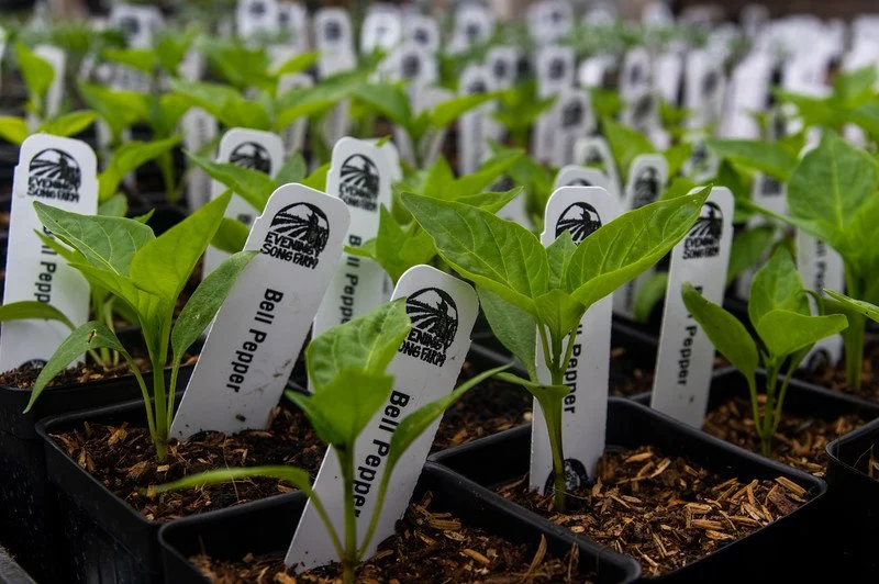 13th Week of the Winter/Spring CSA season: Week of May 11th