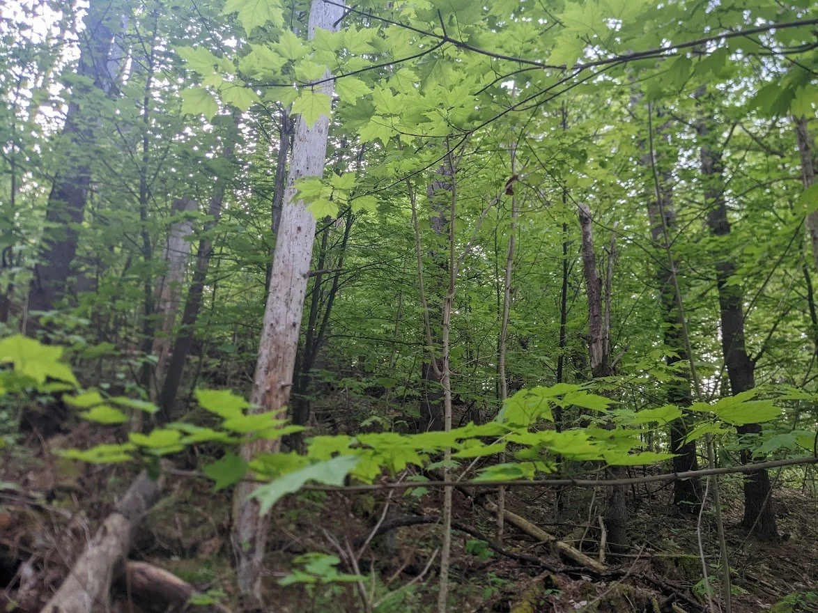15th Week of the Winter/Spring CSA season: Week of May 25th
