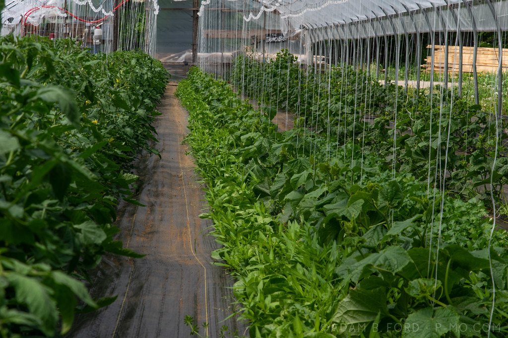 LAST Week of the Winter/Spring CSA season: Week of June 1st