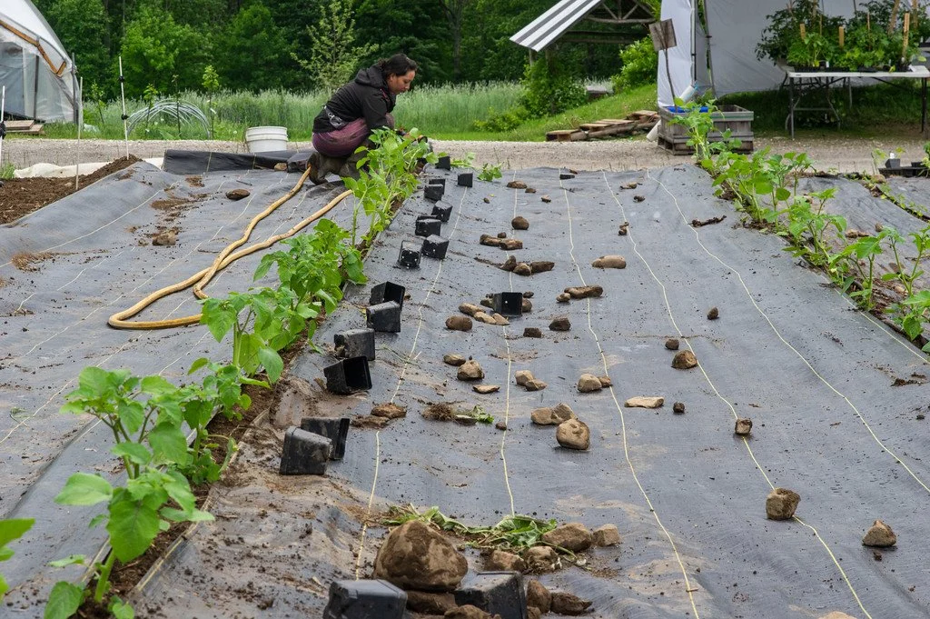 1st Week of the Summer CSA season: Week of June 7th