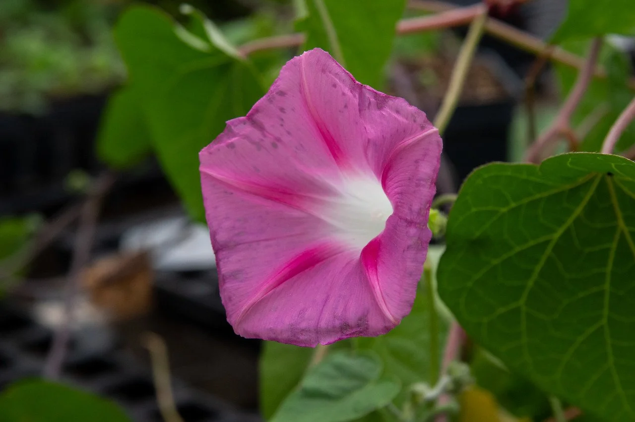 3rd Week of the Summer CSA season: Week of June 21st