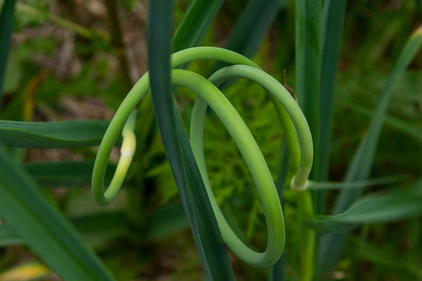 4th Week of the Summer CSA seson: Week of June 28th
