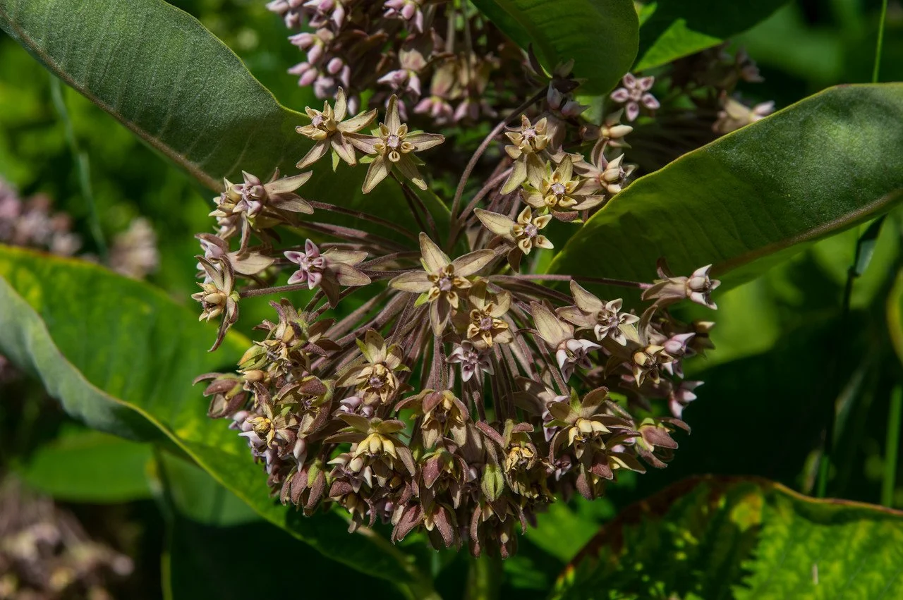 5th Week of the Summer CSA season: Week of July 5th