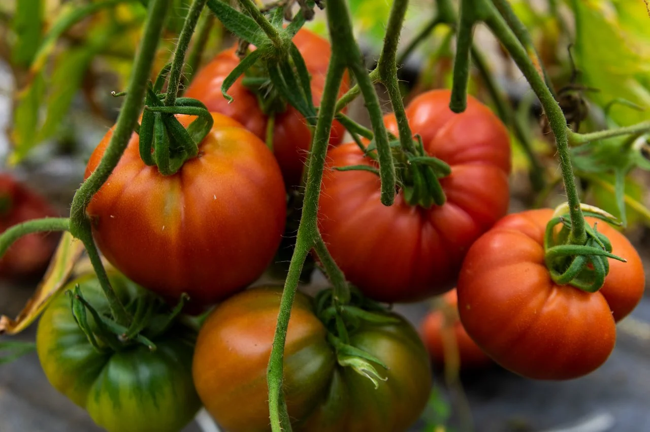 8th Week of the Summer CSA season: Week of July 26th 