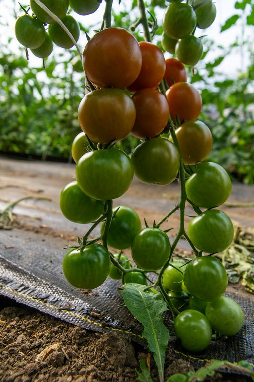 9th Week of the Summer CSA season: Week of August 2nd