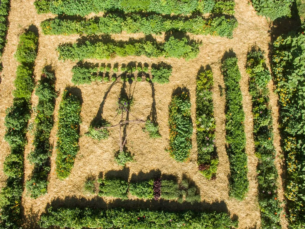 10th Week of the Summer CSA season: Week of August 9th 