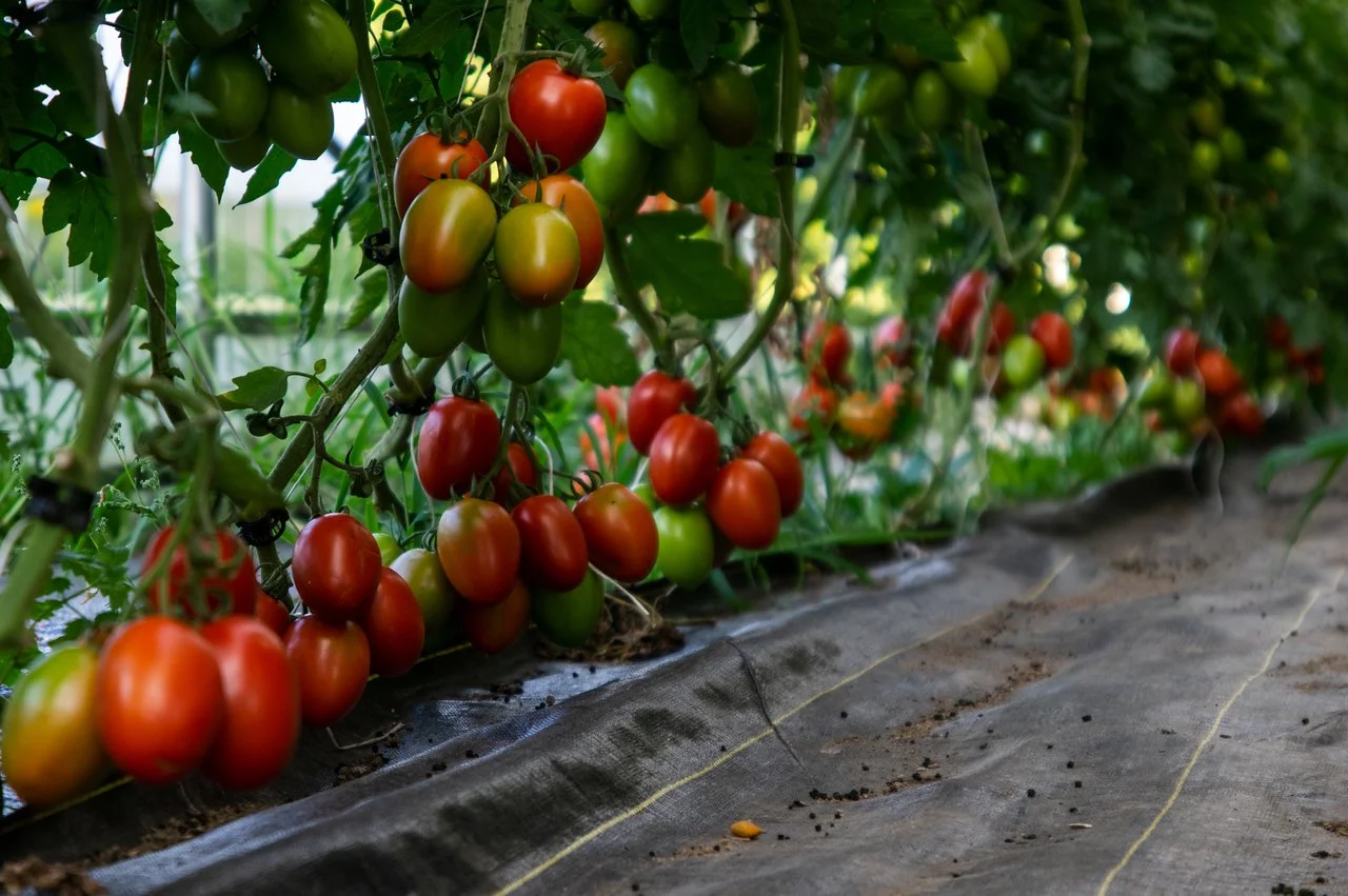 11th Week of the Summer CSA season: Week of August 16th 