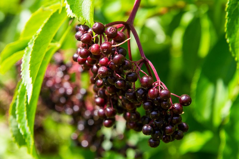 12th Week of the Summer CSA season: Week of August 23rd