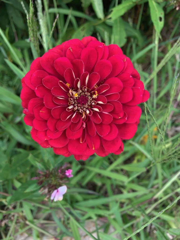 15th Week of the Summer CSA season: Week of September 13th
