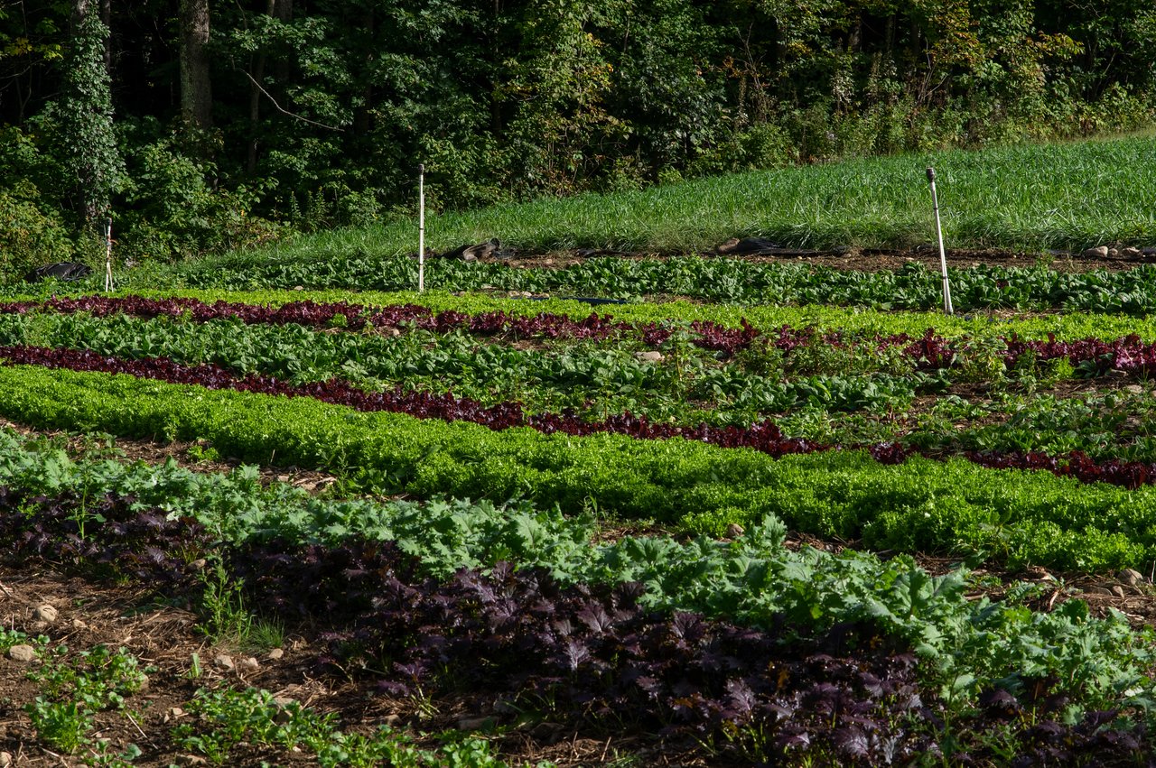 17th Week of the Summer CSA season: Week of September 27th