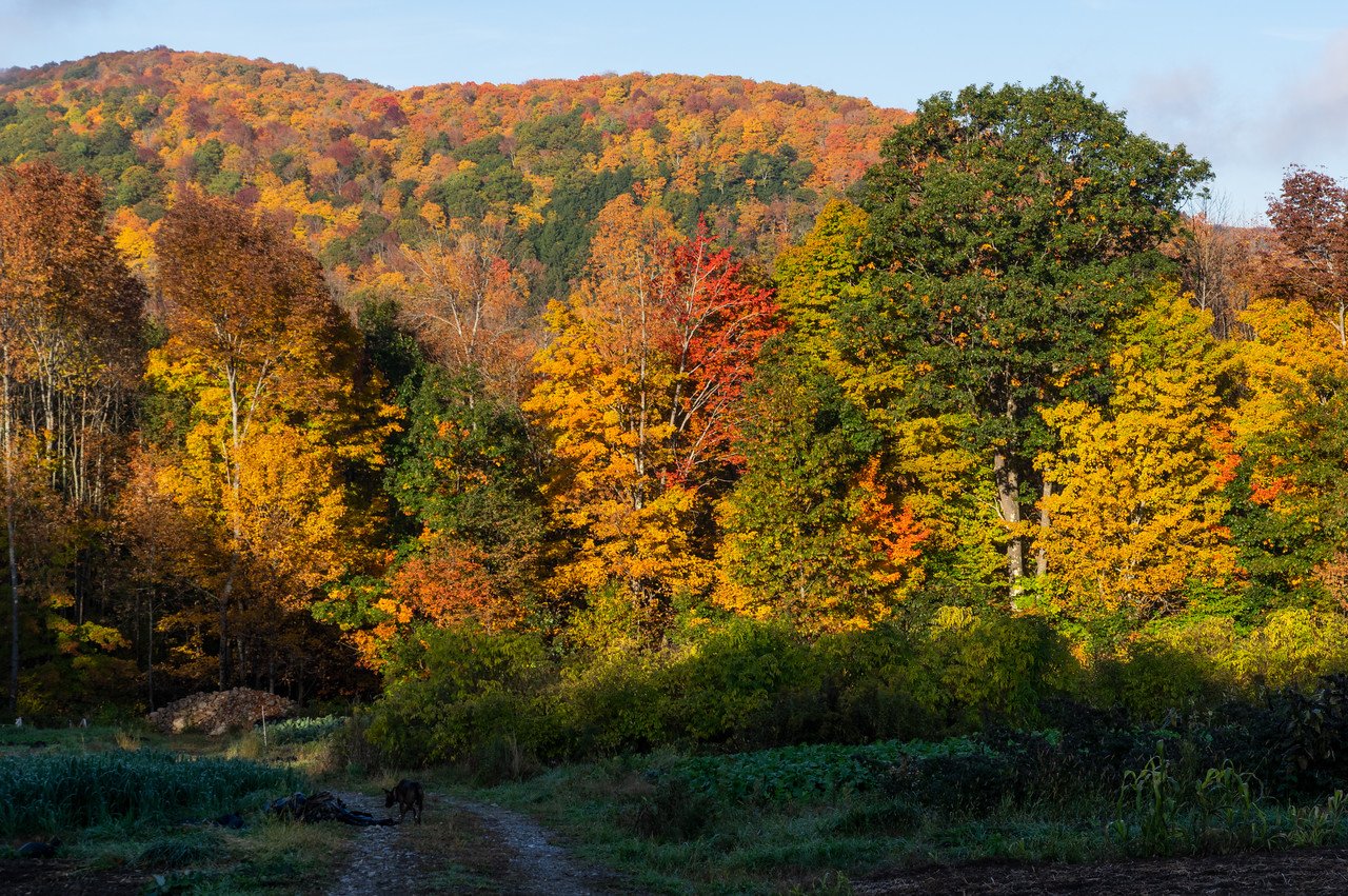 LAST Week of the Summer CSA season: Week of October 18th 