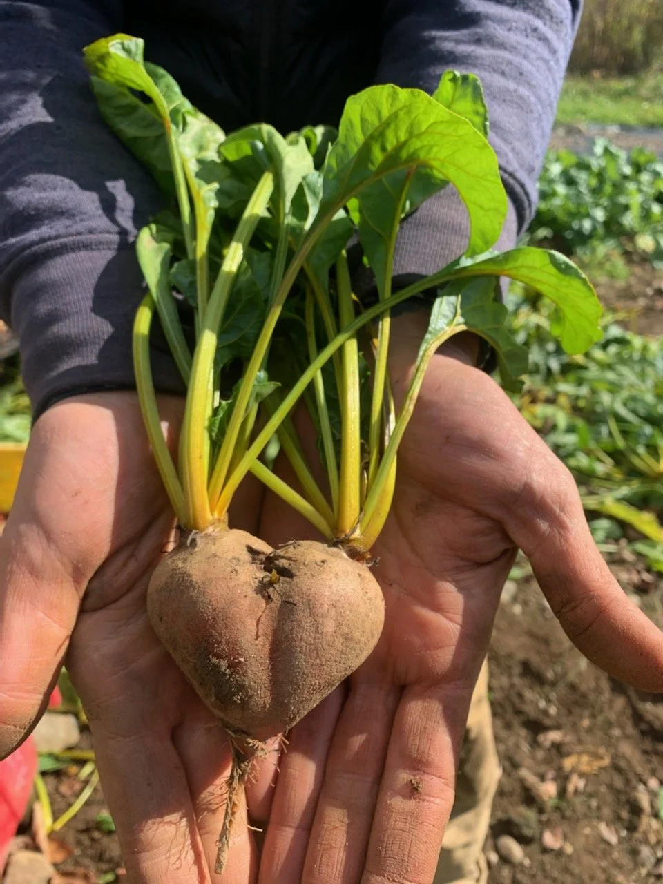 1st Week of the Fall CSA season: Week of October 26th 
