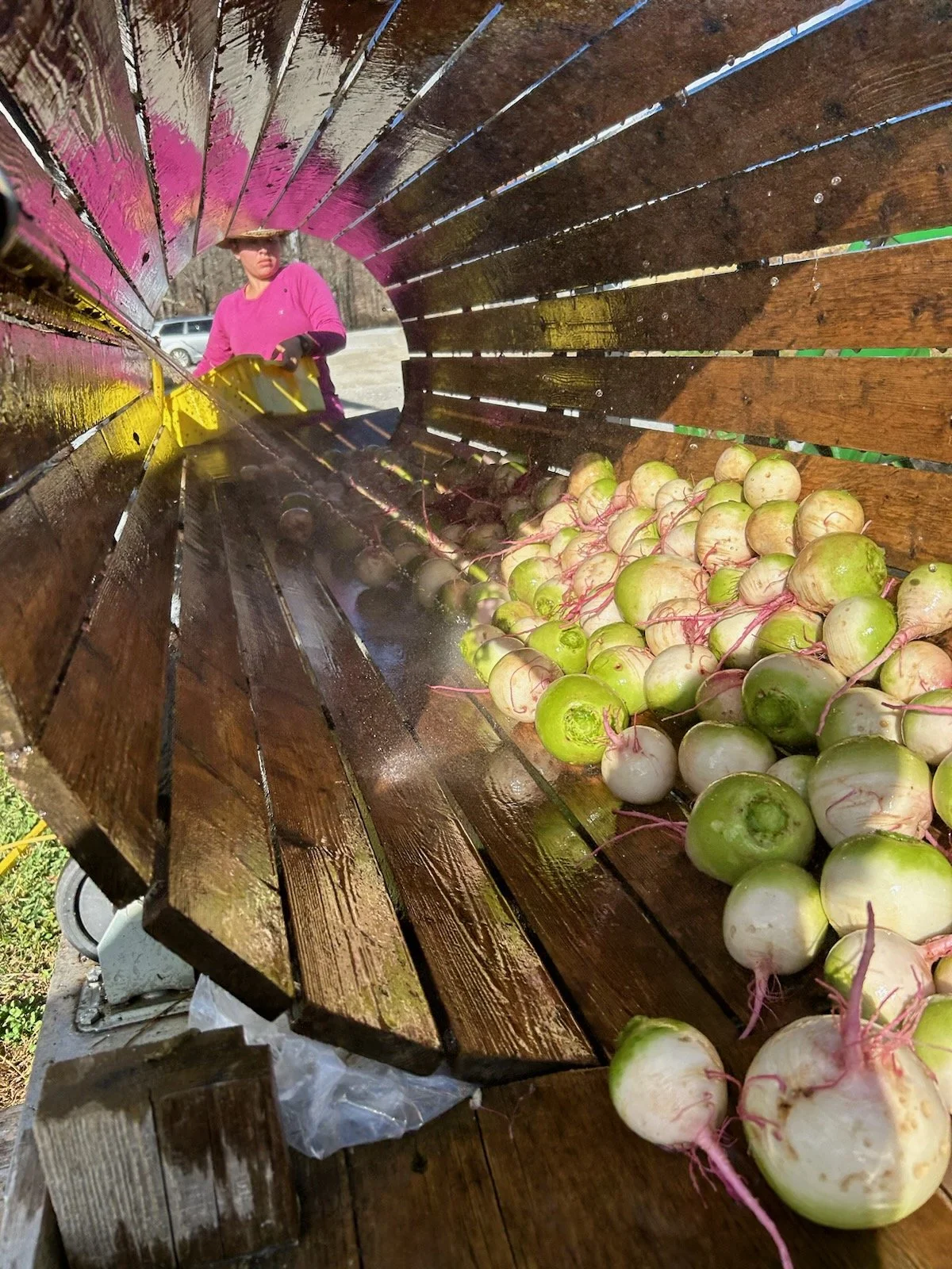 2nd Week of the Fall CSA season: Week of November 2nd
