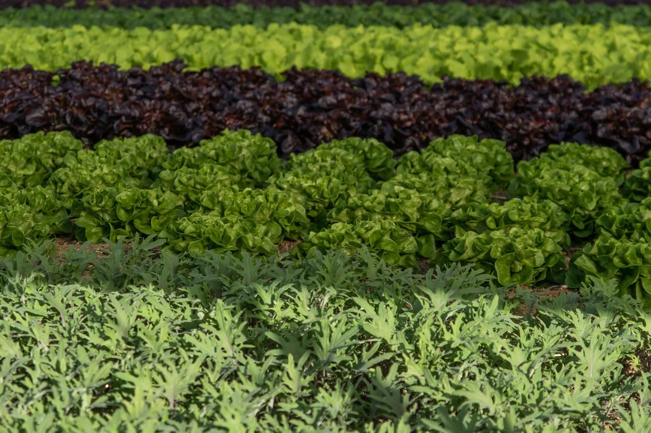 4th Week of the Fall CSA season: Week of November 16th