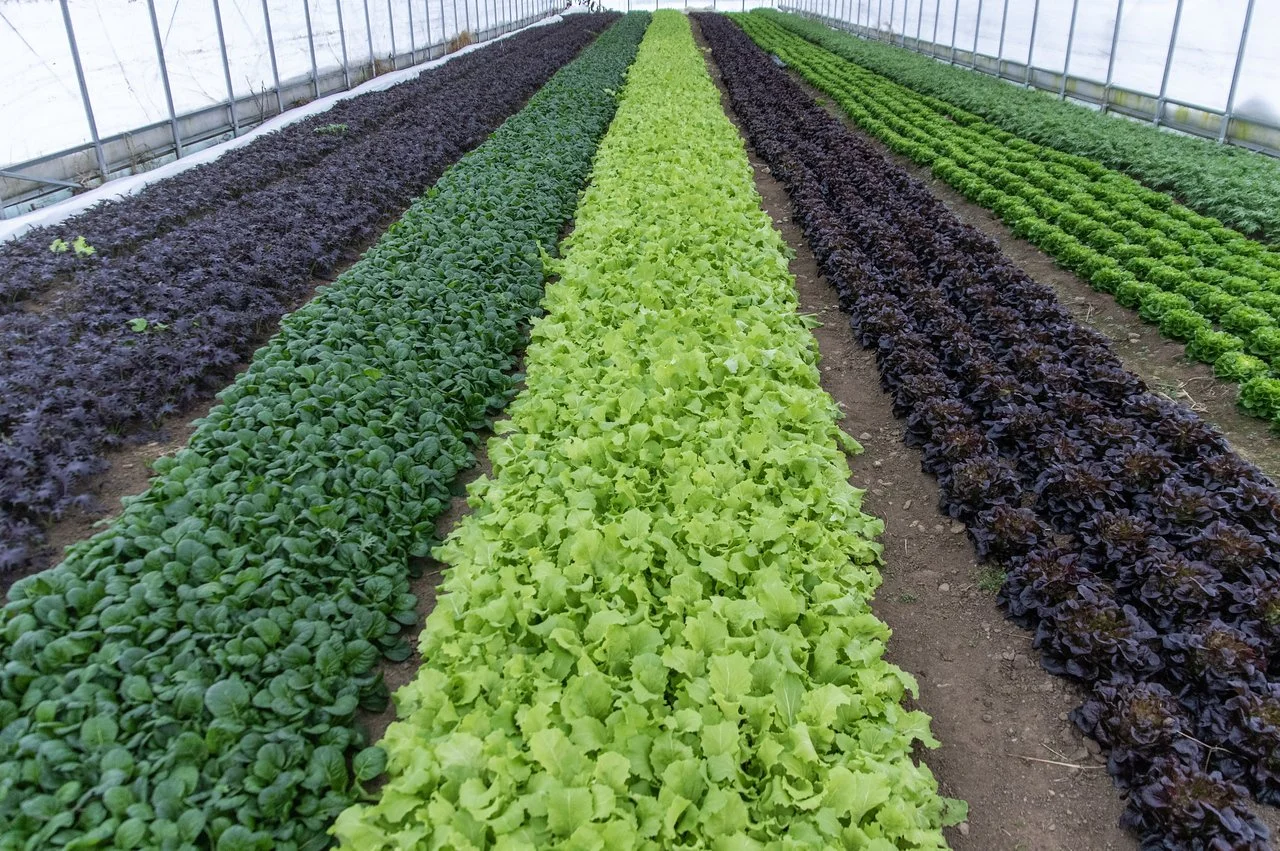 6th Week of the Fall CSA season: Week of November 30th