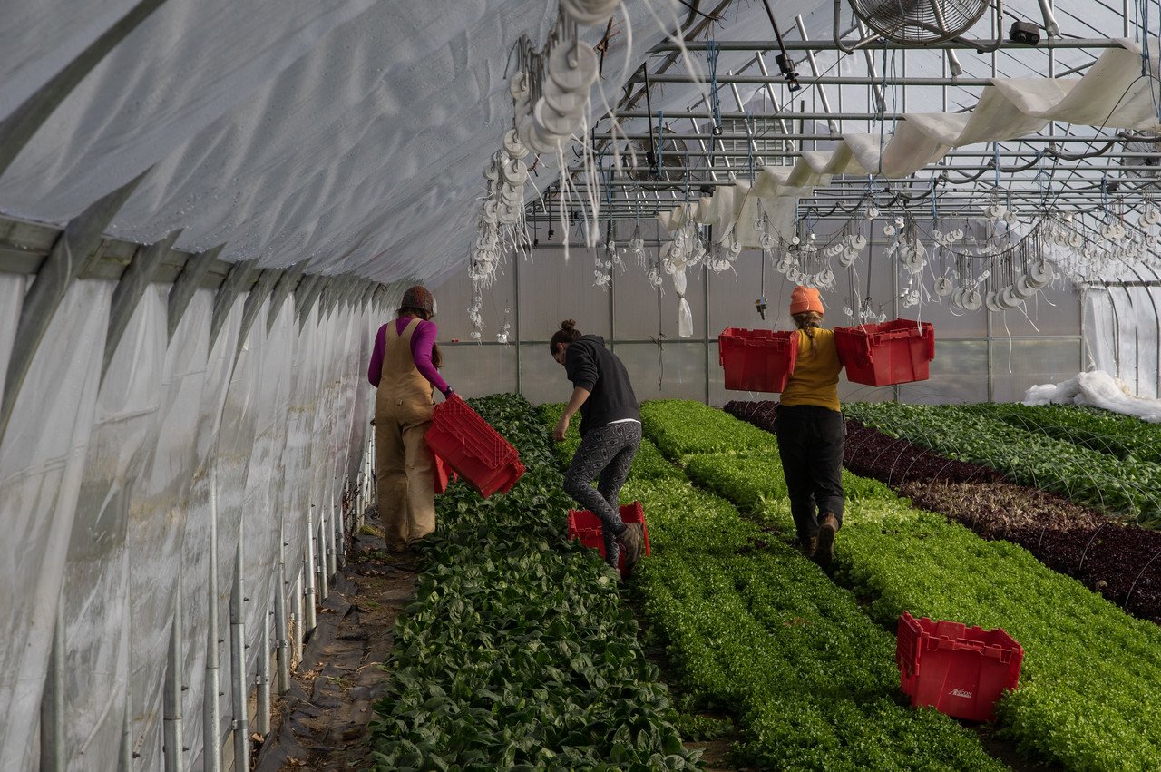 8th Week of the Fall CSA season: Week of December 14th 