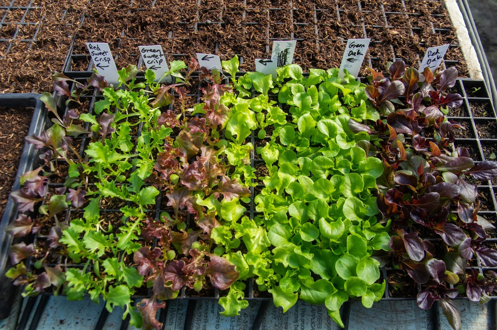 5th Week of the Spring CSA season: Week of March 29th 