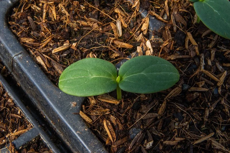 7th Week of the Spring CSA season: Week of April 12th