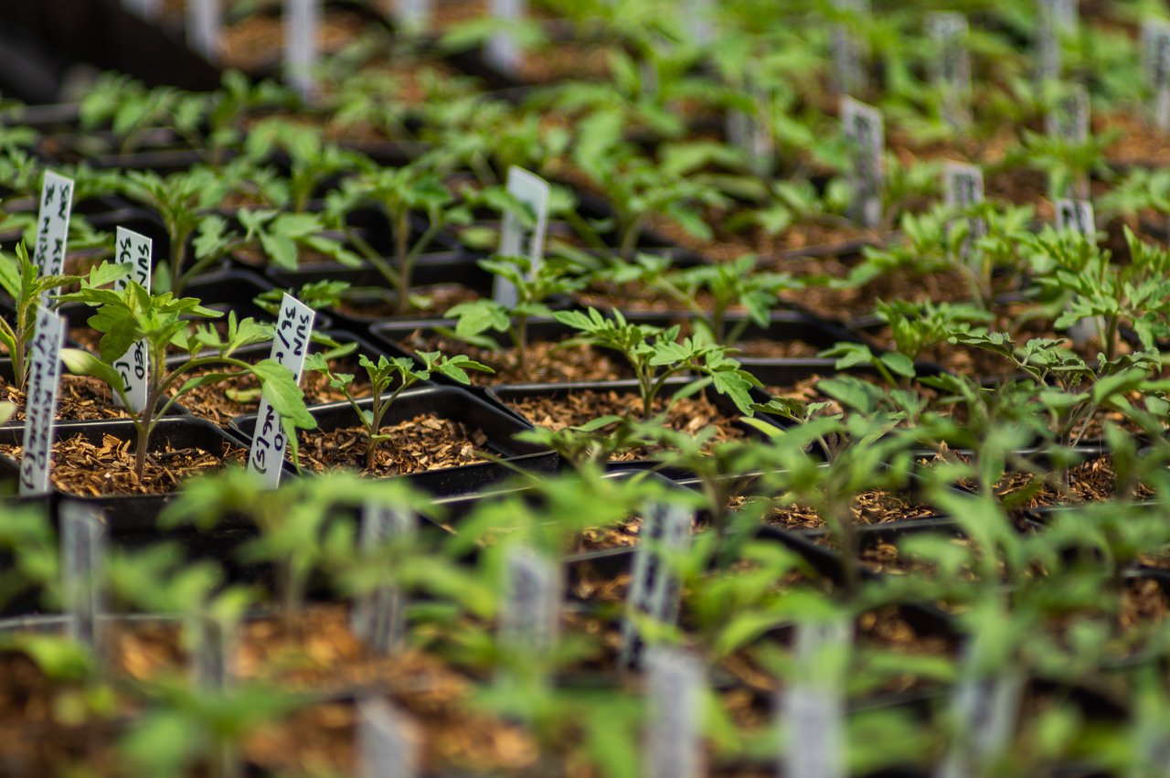 9th Week of the Spring CSA season: Week of April 26th 