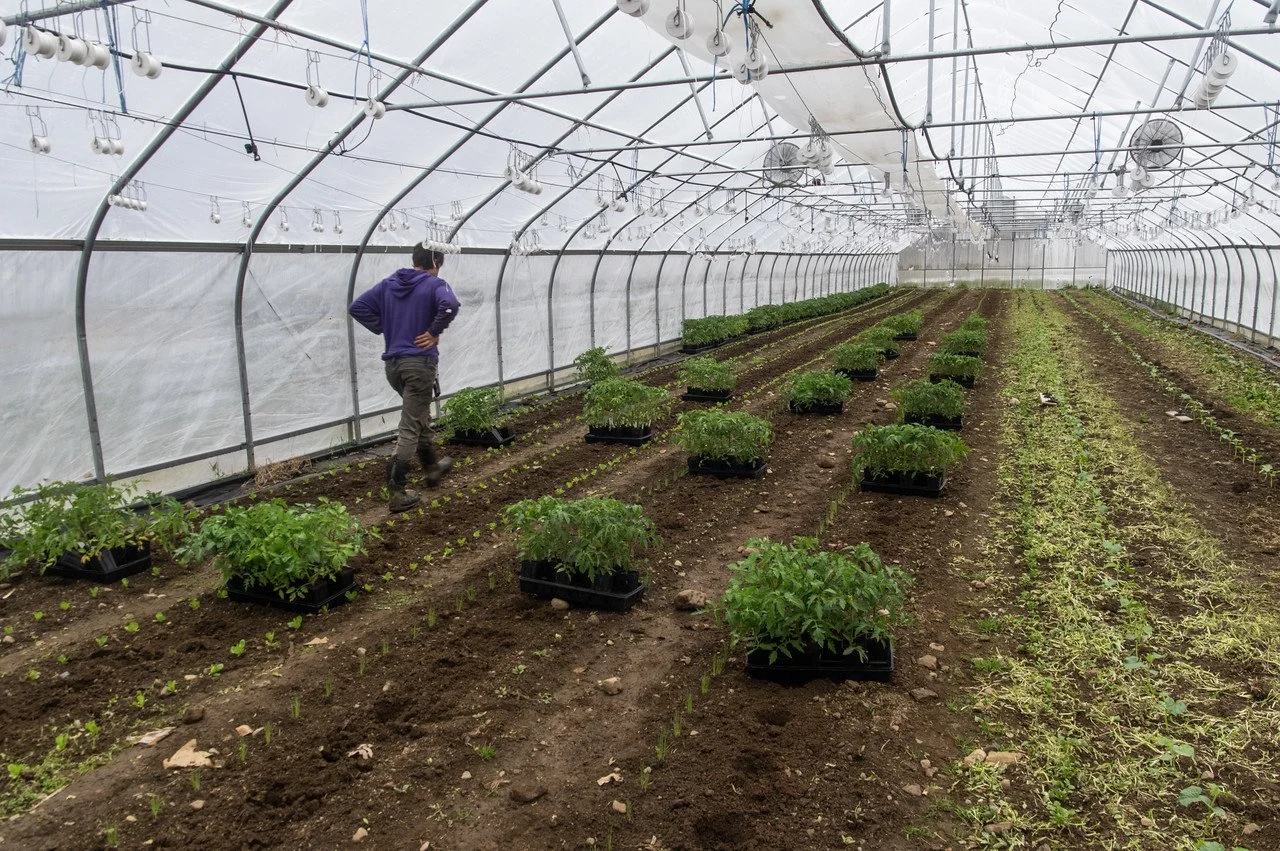 10th Week of the Spring CSA season: Week of May 3rd