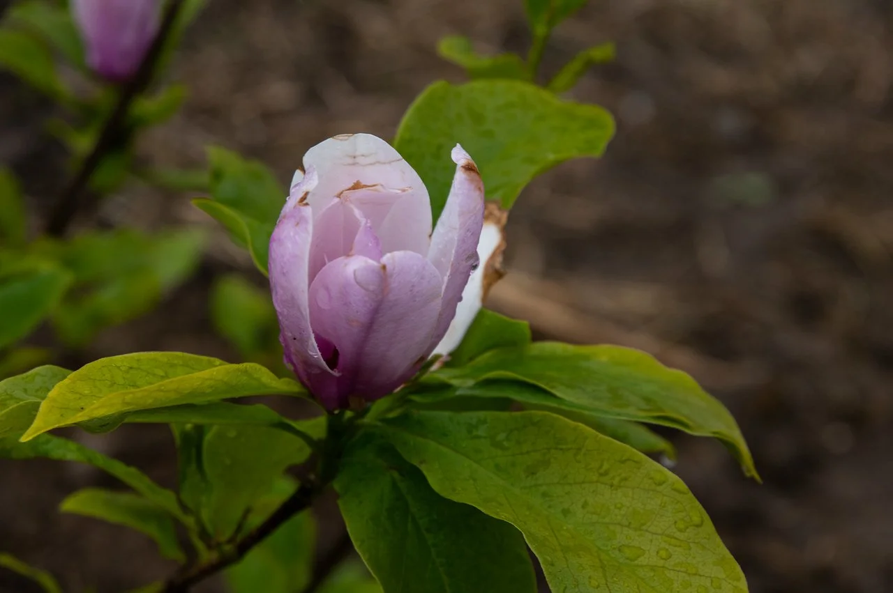 11th Week of the Spring CSA season: Week of May 10th 