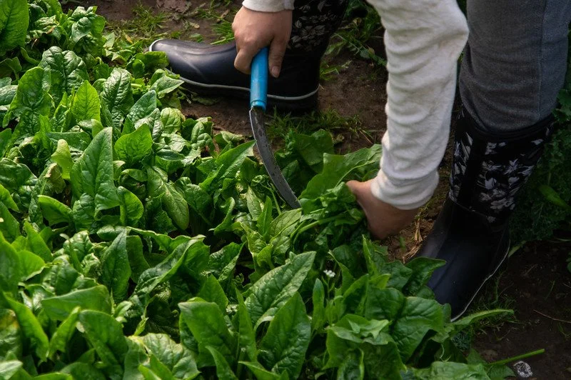 13th Week of the Spring CSA season: Week of May 24th