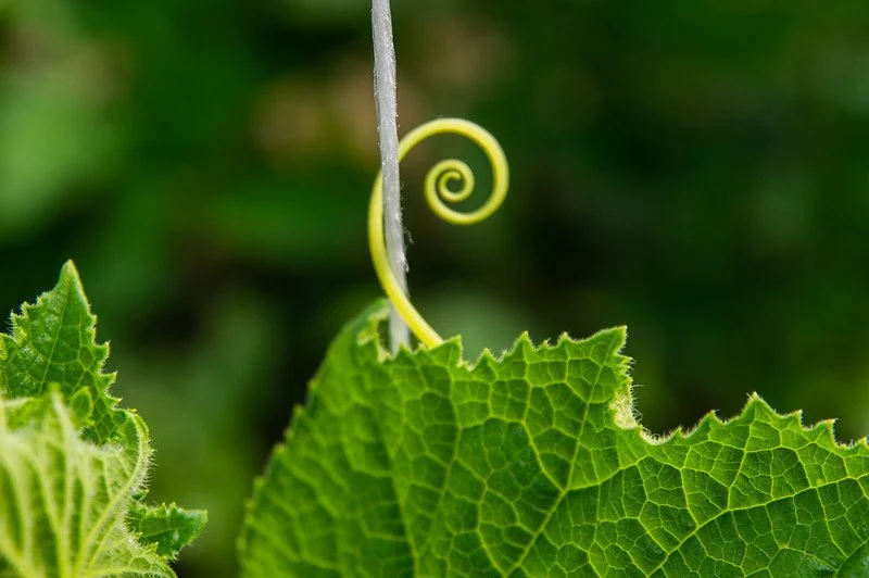 LAST Week of the Spring CSA season: Week of May 31st