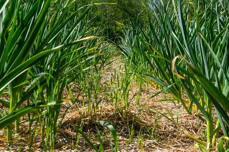 1st Week of the Summer CSA season: Week of June 6th 