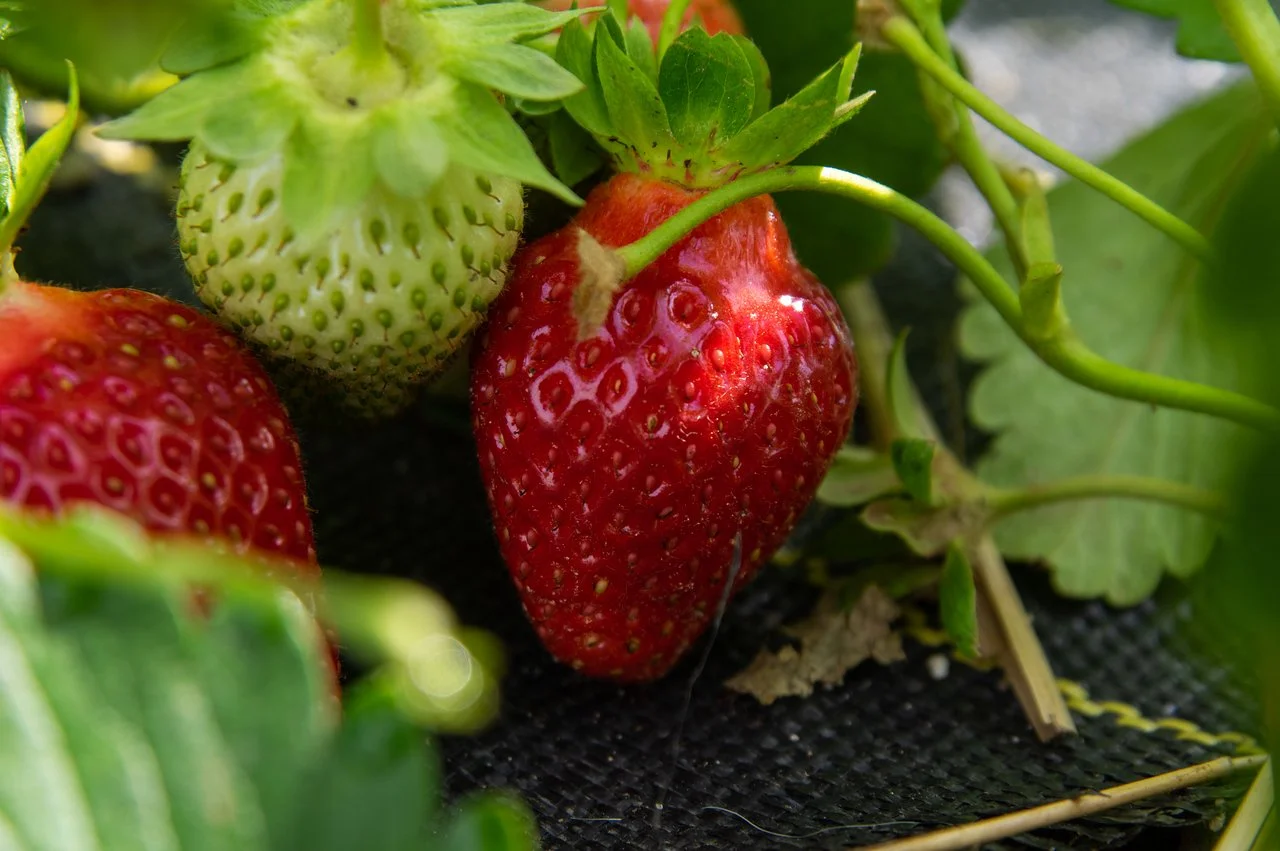 3rd Week of the Summer CSA season: Week of June 20th