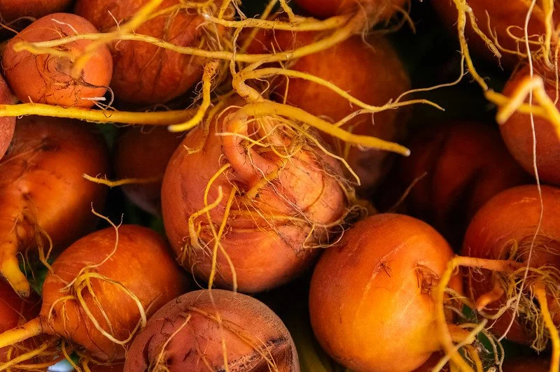4th Week of the Summer CSA season: Week of June 27th