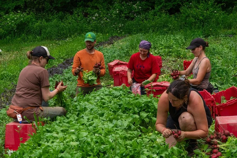 5th Week of the Summer CSA season: Week of July 4th