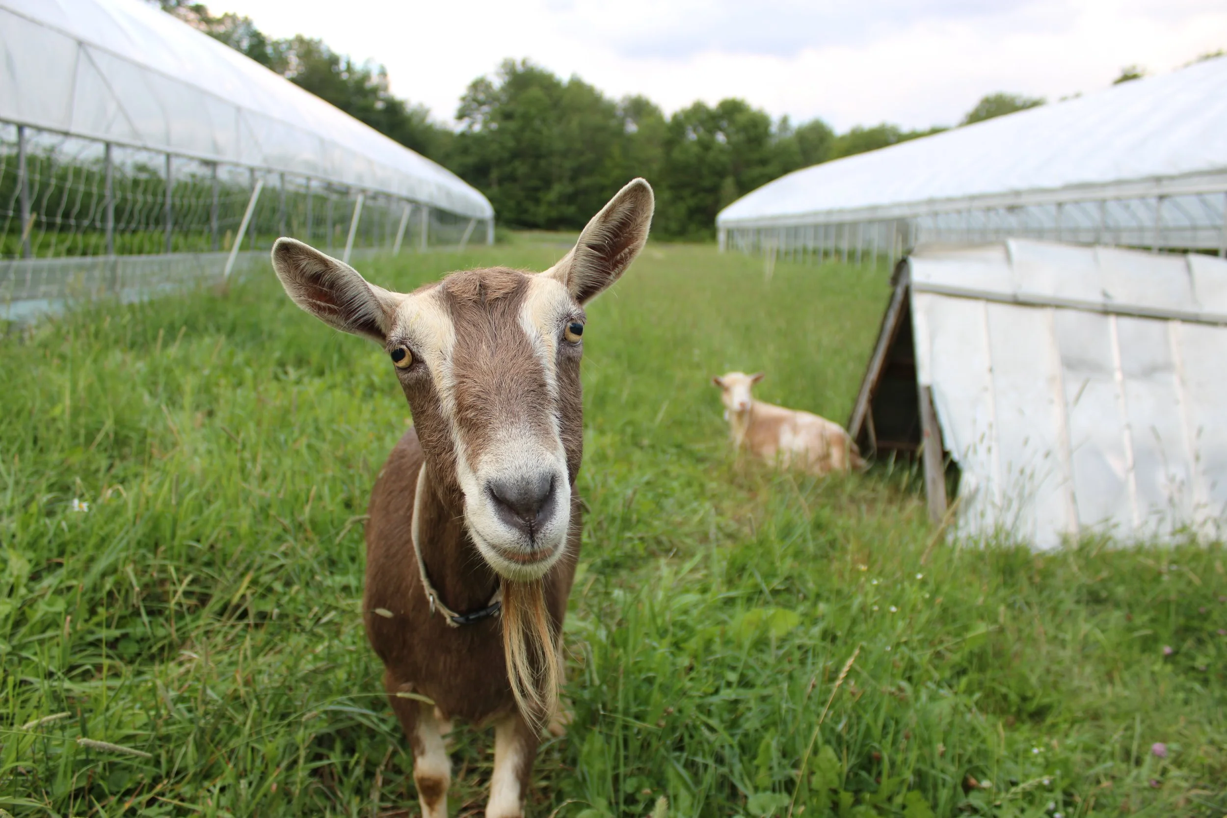 8th Week of the Summer CSA season: Week of July 25th