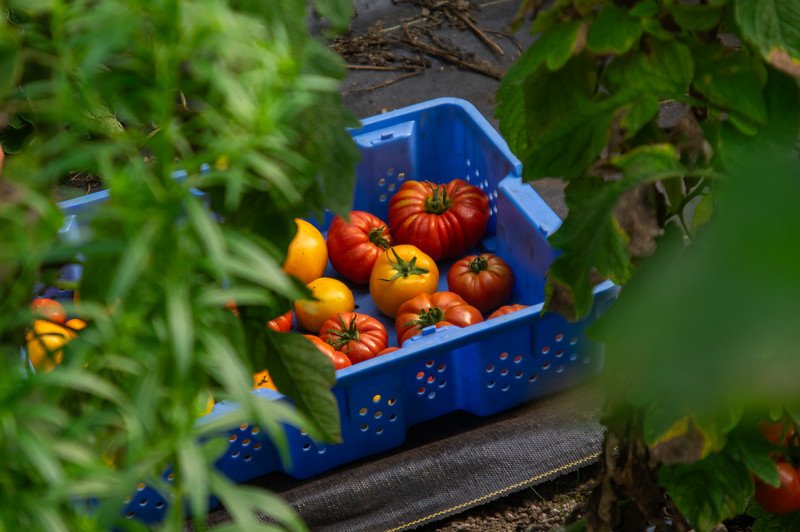 9th Week of the Summer CSA season: Week of August 1st