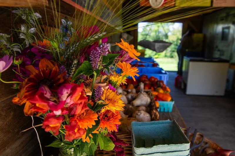 10th Week of the Summer CSA season: Week of August 8th