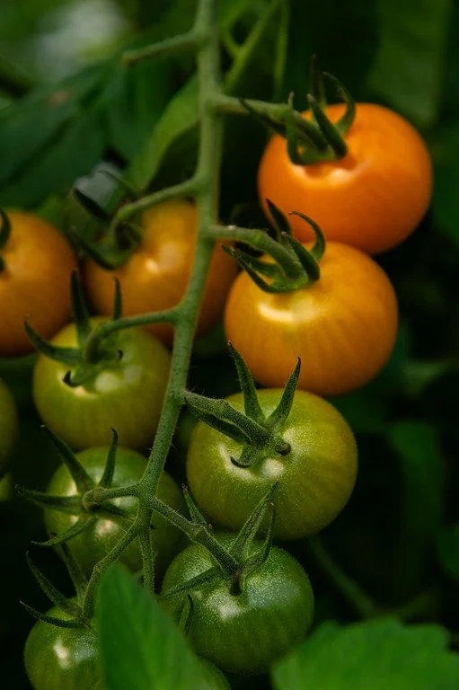 13th Week of the Summer CSA season: Week of August 29th