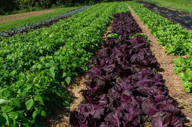 16th Week of the Summer CSA season: Week of September 19th
